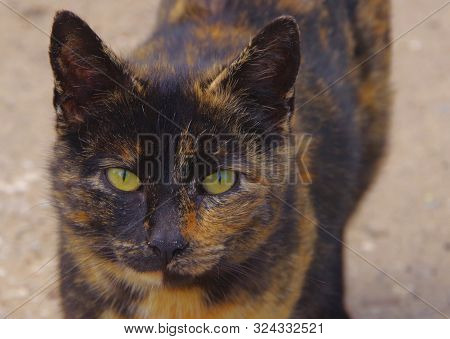 Homeless Street Black Cat With Red Spots.