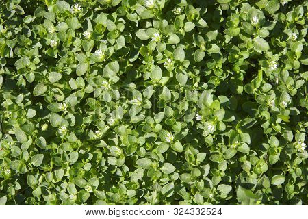 Green Natural Background From Springs Of Grass.