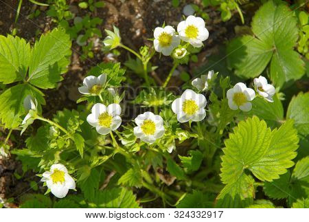 Blooming Strawberry White Delicate Flowers With A Yellow Middle.