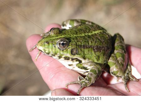 A Large Green Toad In The Hand Of A Man.