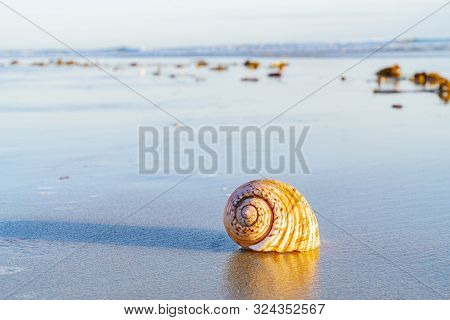 Large Seashell And Washed Up Kelp On Sand With Beach And Sea Background At Papamoa Tauranga, New Zea