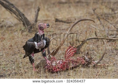 King Vulture Feeding On Deer Carcas At Ranthambhore National Park In Rajasthan, India