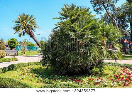 Chamaerops Humilis, Variously Called European Fan Palm Or The Mediterranean Dwarf Palm In Batumi Bou