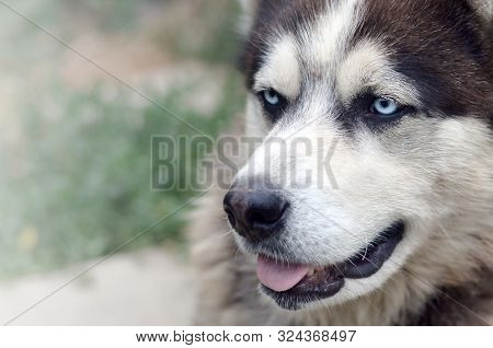 Arctic Malamute With Blue Eyes Muzzle Portrait Close Up. This Is A Fairly Large Dog Native Type