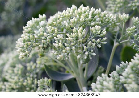 Lot Of Blooming Hylotelephium Telephium White Flowers With Green Leaves And Stems