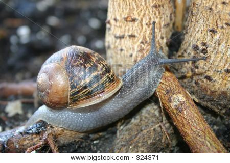 Caracol
