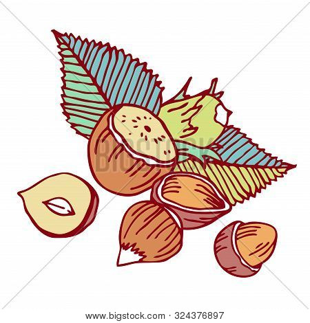 Composition With Hazelnuts And Leaves. Hand Drawn Outline Vector Sketch Illustration. Color On White