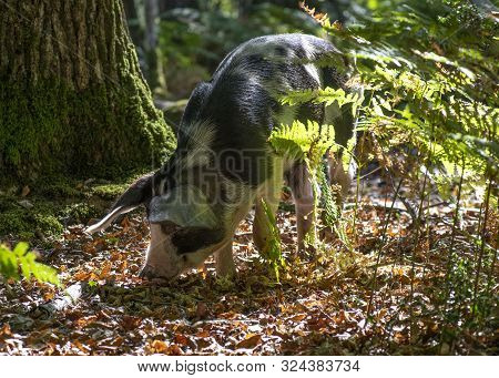 Pannage A Pig Being Let Free To Eat Acorns In The Woods Or Forest Selective Background To Ad Copyspa