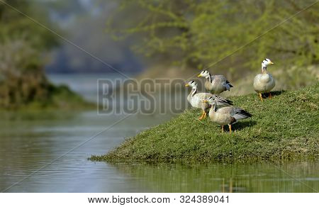 Bar-headed Geese, Anser Indicus At Bharatpur In Rajasthan, India