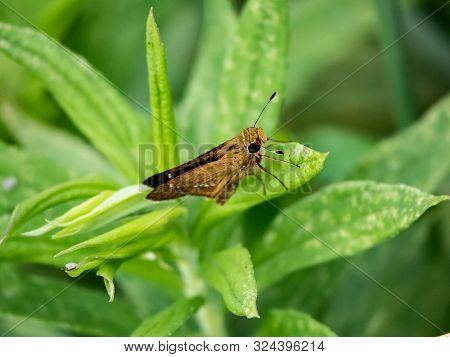 A Common Straight Swift Butterfly, A Type Of Grass Skipper Species -parnara Guttata- Rests On A Leaf
