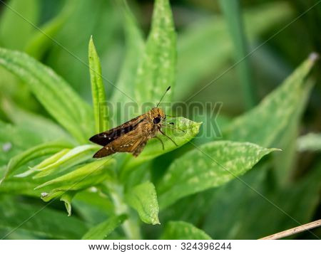 A Common Straight Swift Butterfly, Parnara Guttata, Rests On A Leaf Near A Small Pond In A Japan.