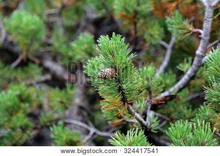 Pinus Mugo Creeping Pine Conifer In The Alps