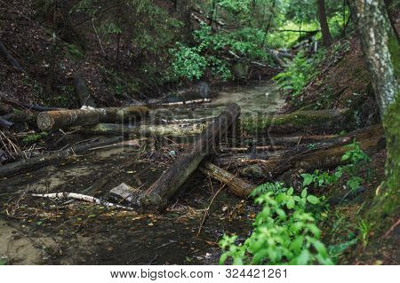 Logs On A Small River. Blue Lakes On Naroch
