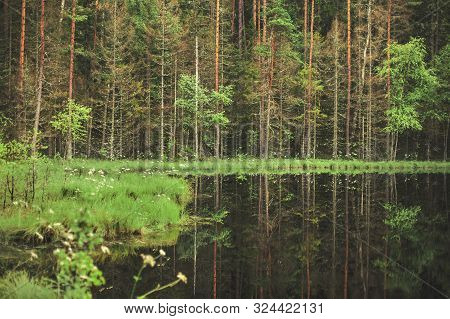 Forest Around The Lake. Reflection Of Trees In Water. Blue Lakes On Naroch