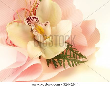 Biała orchidea, zbliżenie