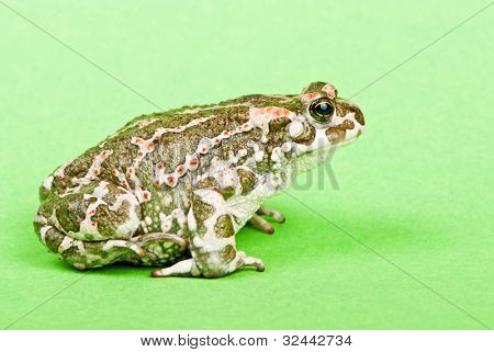 Bufo viridis. Grønne tudse på grøn baggrund. Studio makro skud.