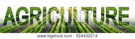 Green Rows Of Carrot Plantation And The Inscription Agroculture. Growing Vegetables And Traditional 