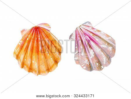 Set Of Two Isolated Sea Scallops. Mother Of Pearl With Pink And Yellow Clam Pectinidae. Nature Of Th