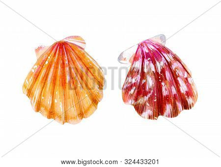 Set Of Two Isolated Sea Scallops. Pink Mother-of-pearl And Yellow Clam Pectinidae. Nature Of The Oce
