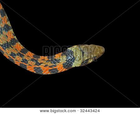 Slange (rhabdophis Tigrina)