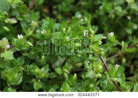 The Picture Shows Starweed In The Garden.