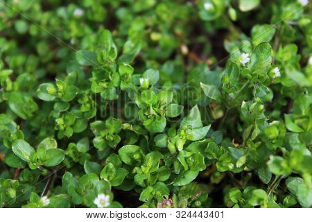The Picture Shows Starweed In The Garden.