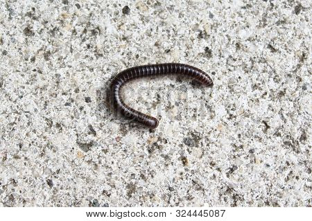 The Pictureshows A Milipedes On A Stone Floor.