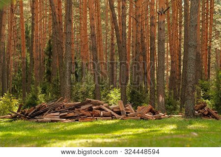 A Pile Of Firewood In The Forest. Firewood In A Forest Glade. Firewood Recycling. Pile Of Firewood. 