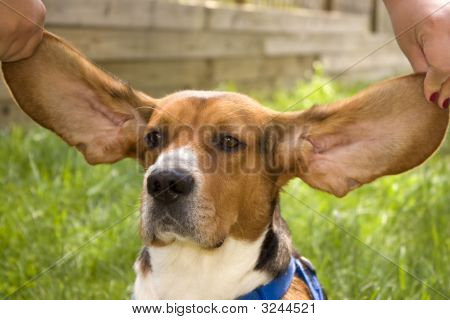 Big Ear-beagle