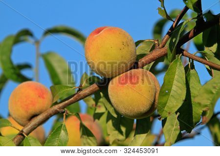 A Few Vineyard Peaches On A Branch