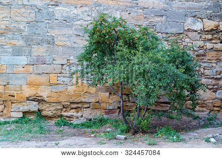 Wild Cherry Plum Or Prunus Cerasifera Tree Next To Stone Wall