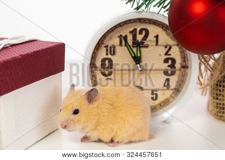 White Rat Crawls In The New Year Decorations, Christmas Trees Toys, Balls. Symbol Of The New 2020 An