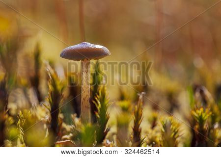 Gold Autumn, Small Toadstool Mushrooms, Macro, Toadstool Mushrooms