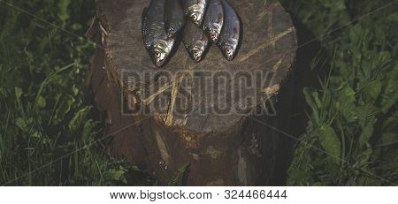 Close Up Of A Pile Of Fresh Caught Raw European Roach (rutilus Rutilus) Fish On A Stump In Green Gra