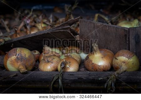 Close Up Of Fresh Ripe Picked Organic Onions From The Village Garden. Harvested In Bunch In The Barn