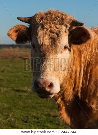 Portret brązowe krowy z rogami