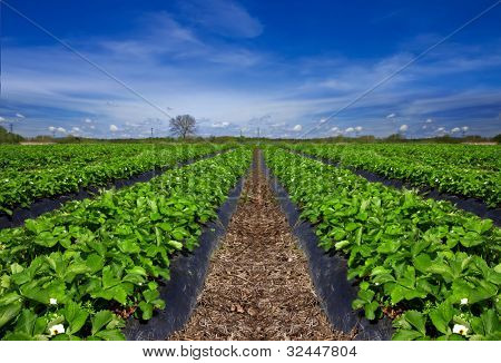 Campo di fragola