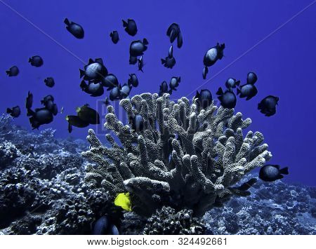 Damselfish Protect Their Antler Coral Home Underwater In Hawaii.