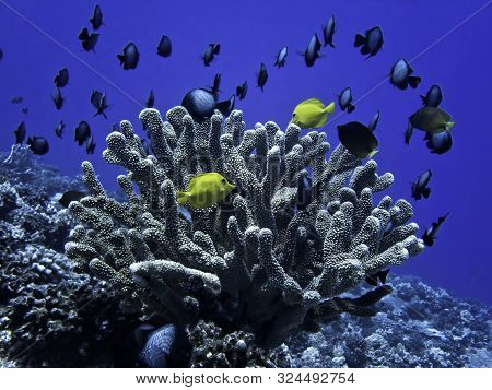Bright Yellow Tang Tropical Fish With Antler Coral And School Of Damselfish Underwater In Hawaii