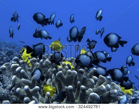 Bright Yellow Tropical Fish In Antler Coral With Damselfish Underwater In Blue Sea.