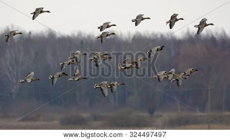 Large Herd Of Bean Geese In Flight Over Trees Near The Field In Spring