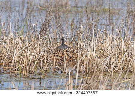American Coot On Its Nest In A Marsh In The Horicon Marsh In Wisconsin