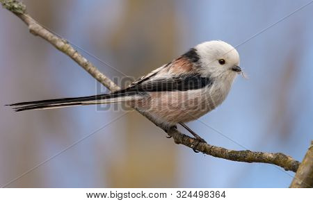 Adult Long-tailed Tit Perched On Small Branch In Spring Breeding Season