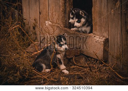 Small Puppies Breed Siberian Husky.husky Puppies Play In The Enclosure.