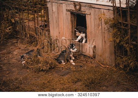 Small Puppies Breed Siberian Husky.husky Puppies Play In The Enclosure.