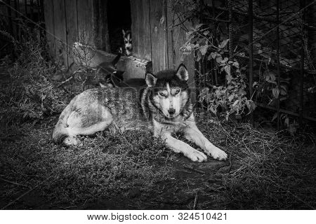 Small Puppies Breed Siberian Husky.small Puppies Breed Siberian Husky.husky Puppies Play In The Encl