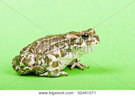 Bufo viridis. Grønne tudse på grøn baggrund. Studio makro skud.