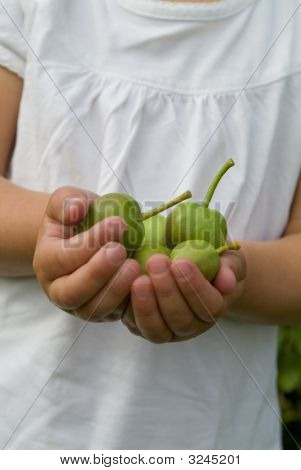 Hands Holding Apples