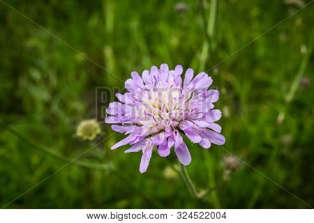 Scabiosa Columbaria, Butterfly Blue, Small Scabious, Perennial Herb Across Lavender Blue Flower Head