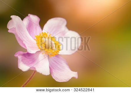 An image of a Anemone hupehensis pink flower